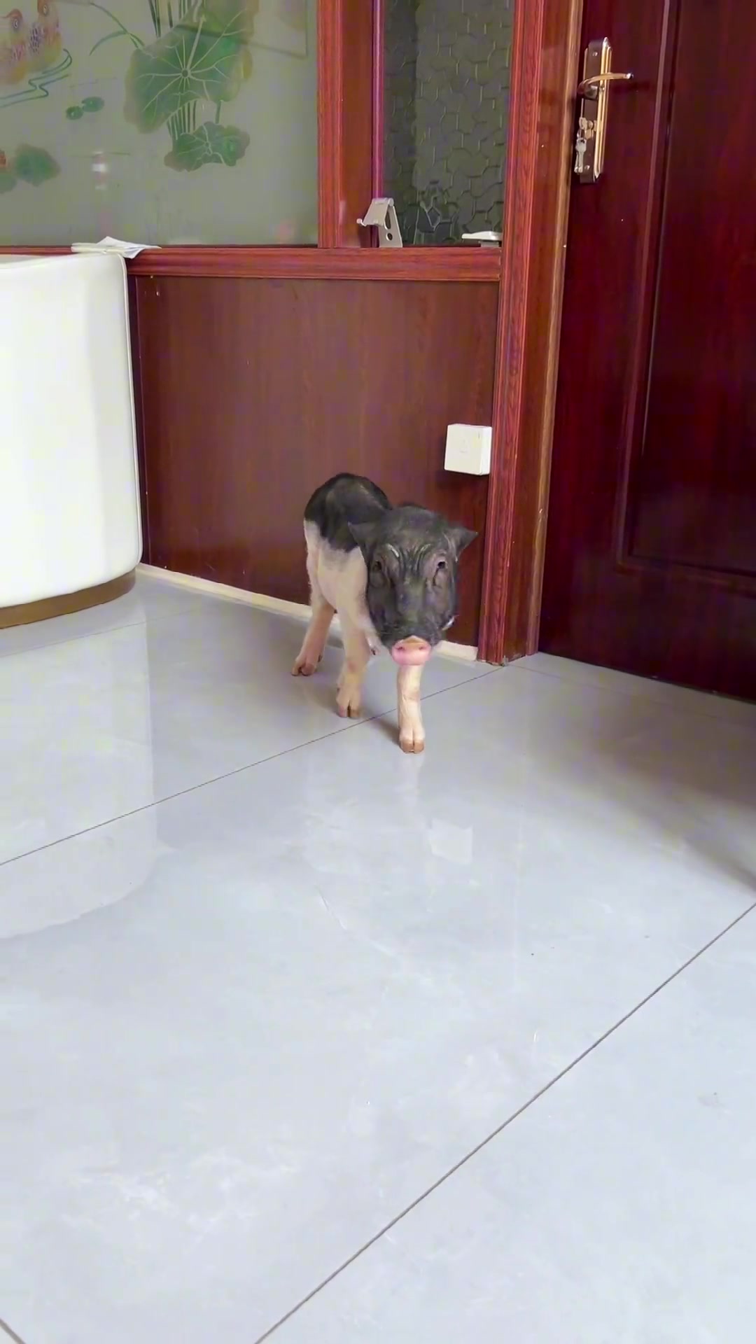 一只会哄孩子的猪