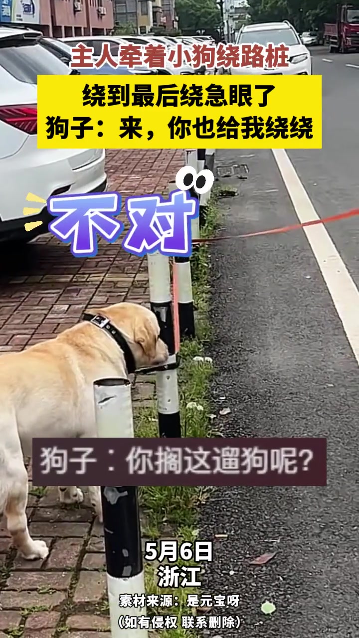 主人牵着小狗绕路桩，绕到最后绕急眼了