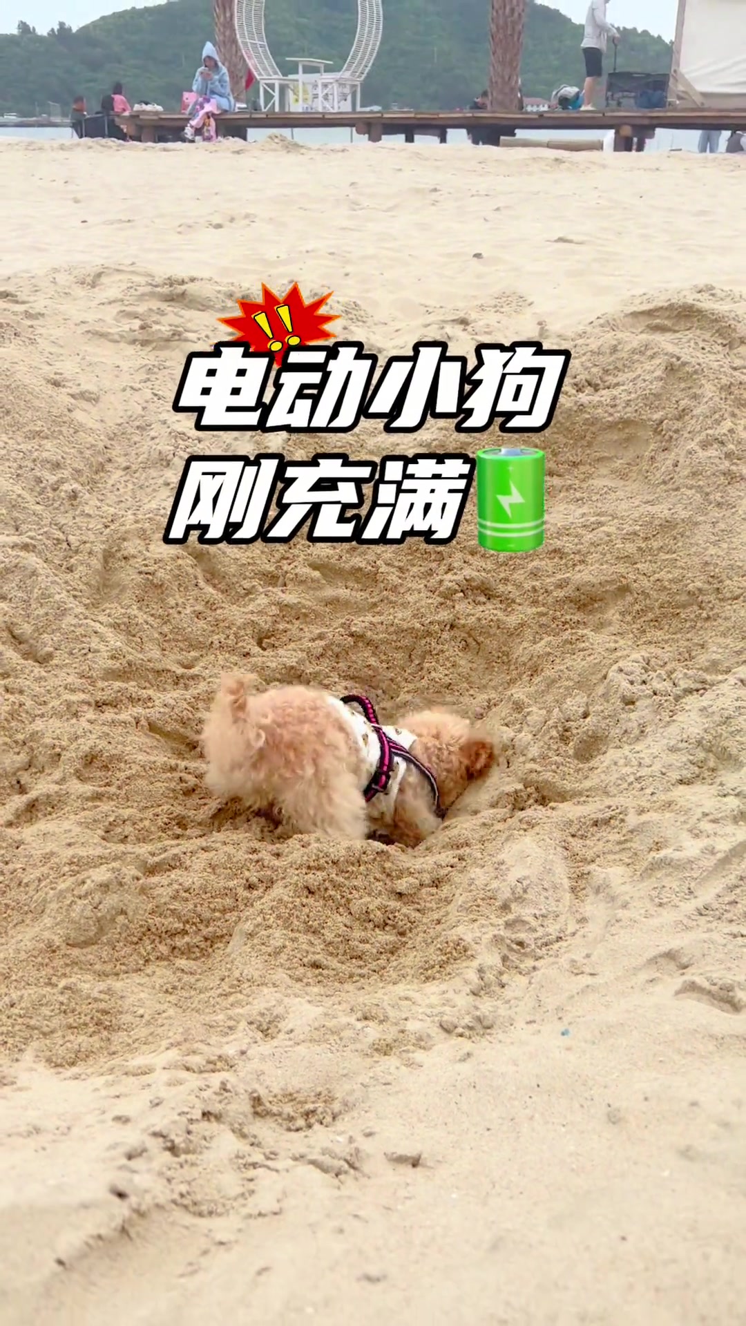 狗狗挖土居然晕过去了！还能找出第二只吗？