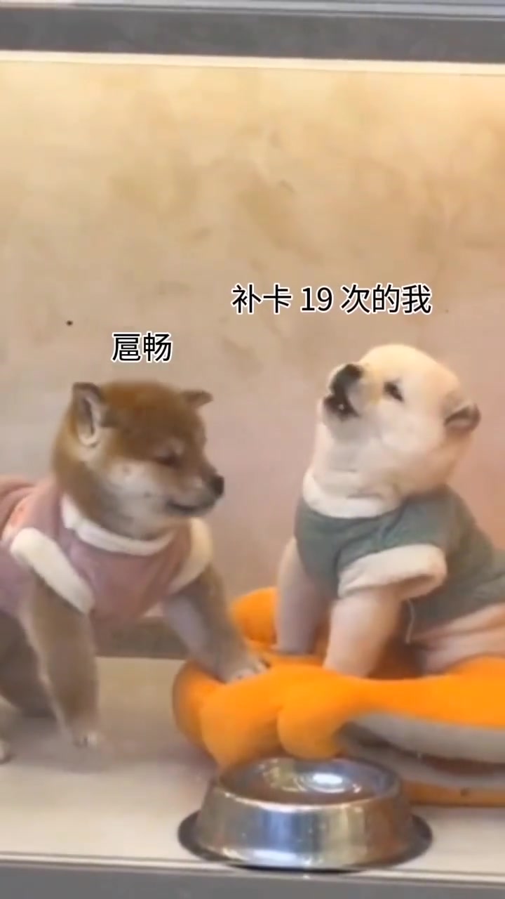 一笑烦恼忘掉 # 这狗成精了