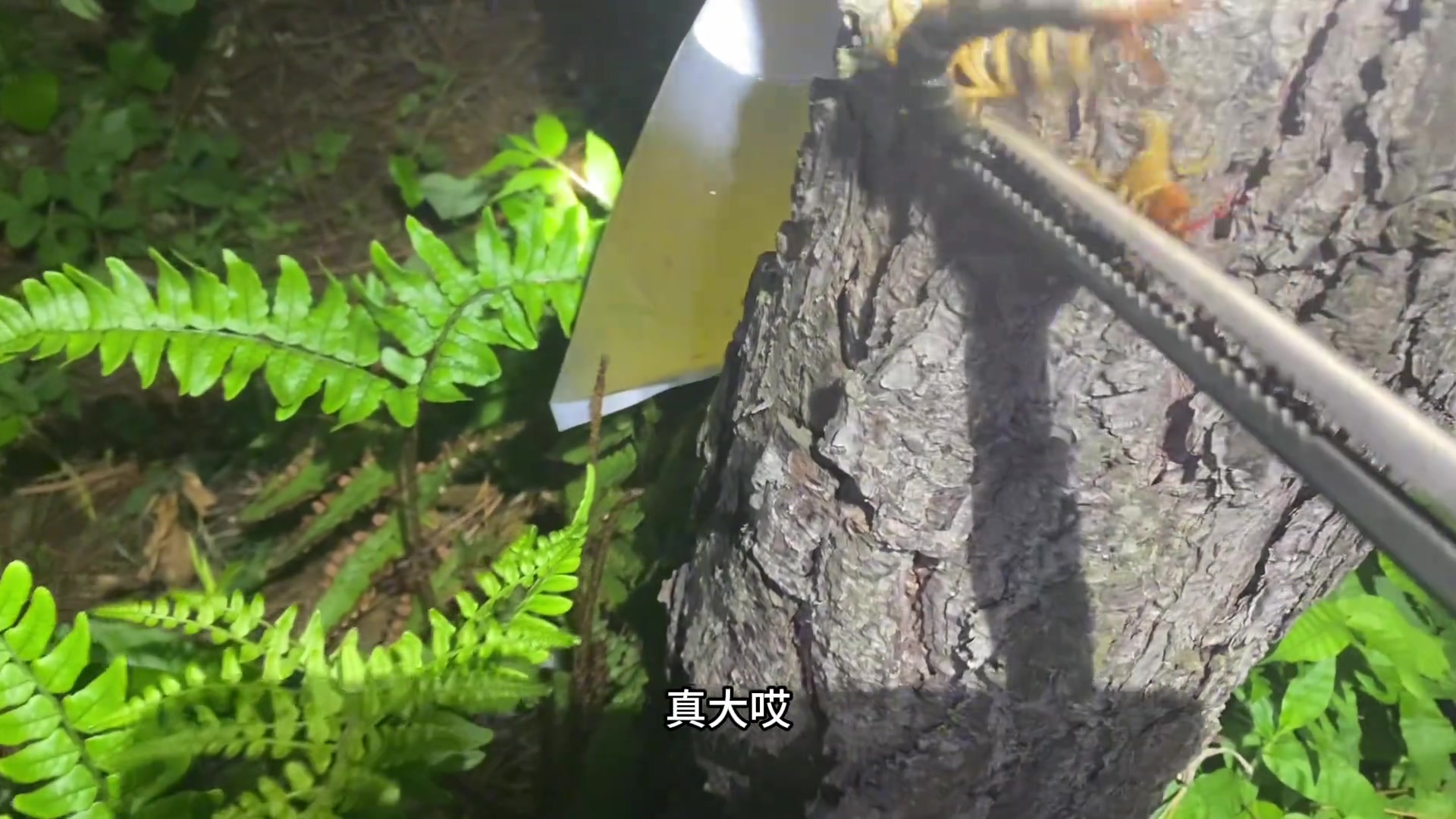 蜈蚣是论个卖，还是论斤卖？