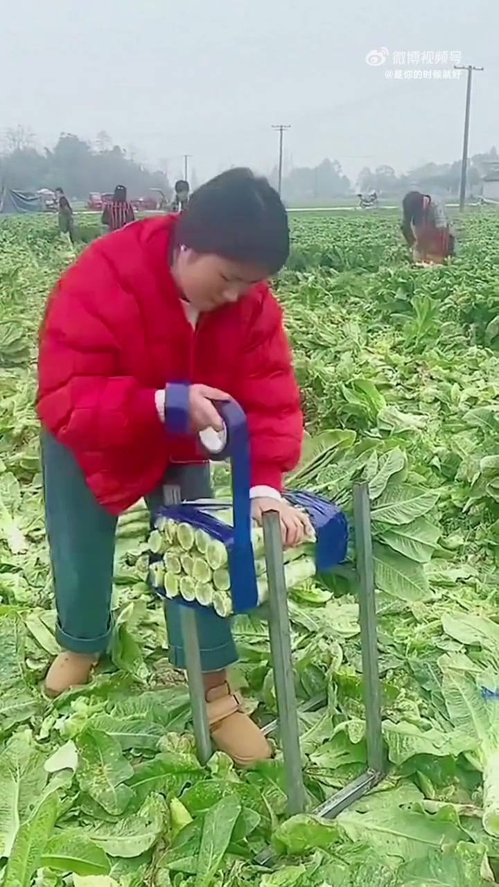 这莴苣是会跑还是咋滴要邦成这样