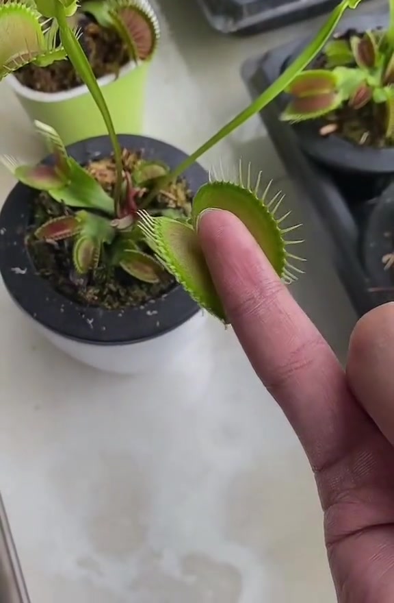 捕蝇草是个好东西，想养一盆