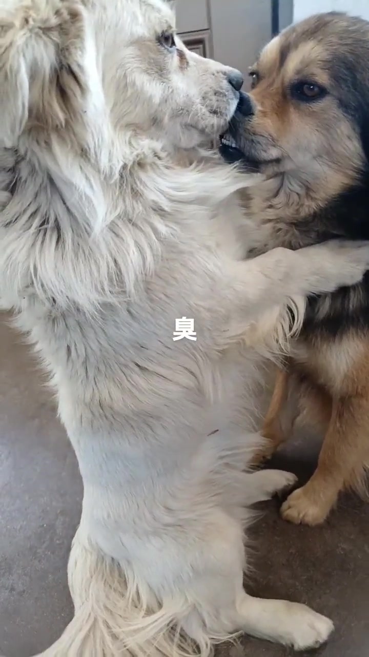 他俩其中有一个不情愿的哈哈，