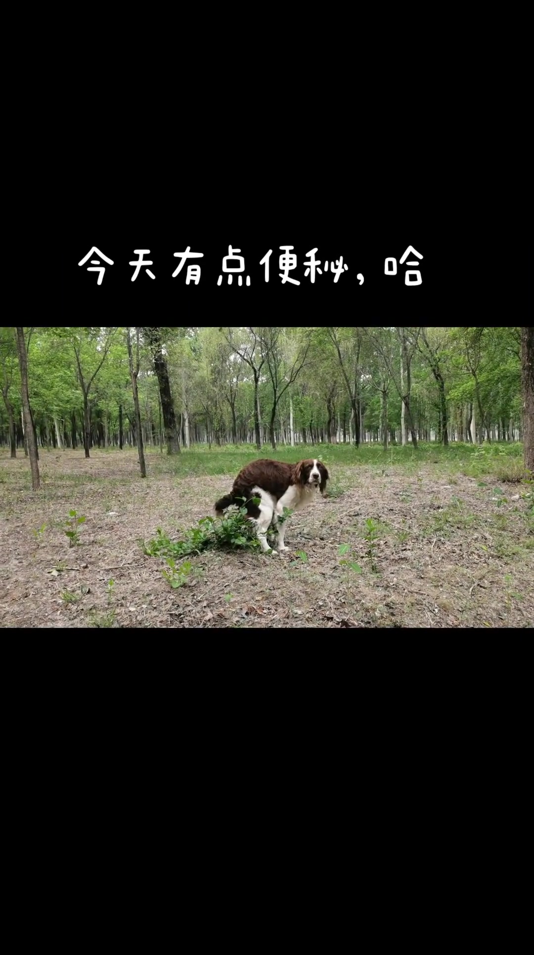 肉吃多了，便秘哈