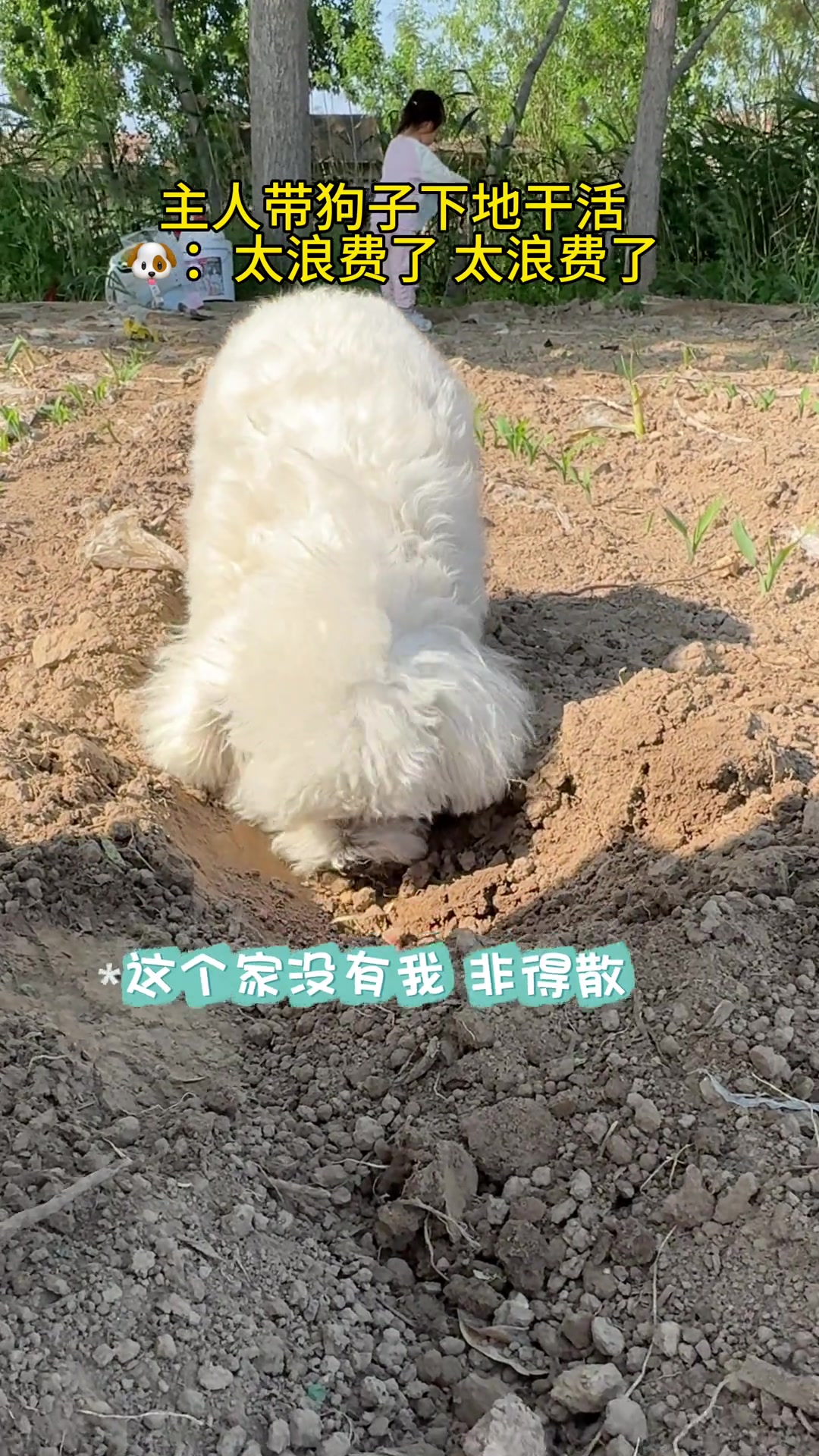 前面种后面吃，还有没有人管一管这个狗子了