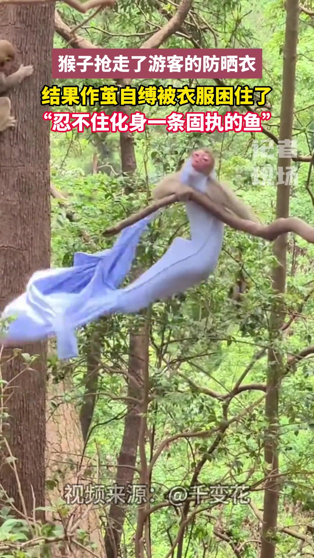 在景区被猴子抓了，景区赔钱吗？