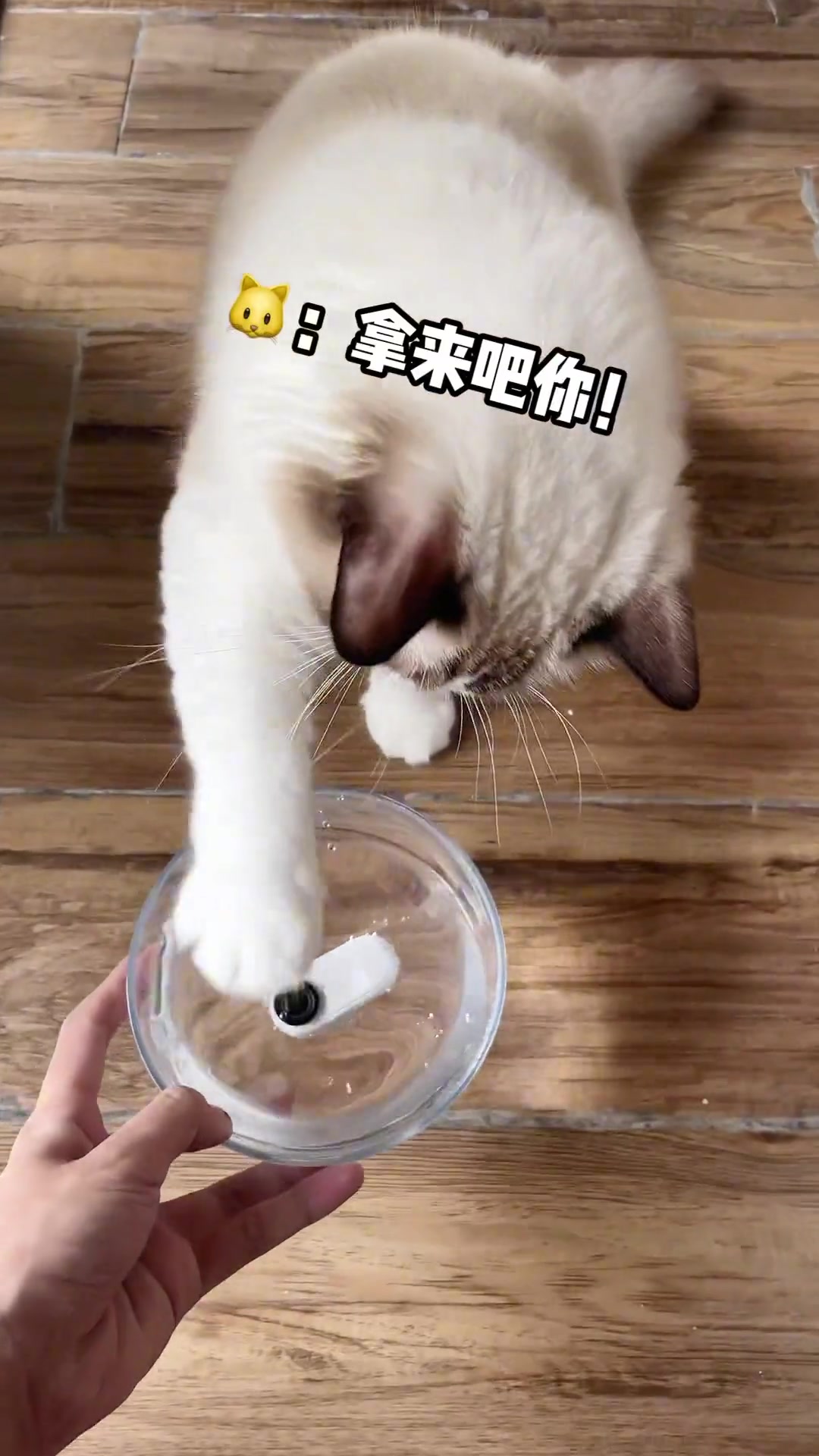 沉浸式猫咪喝水