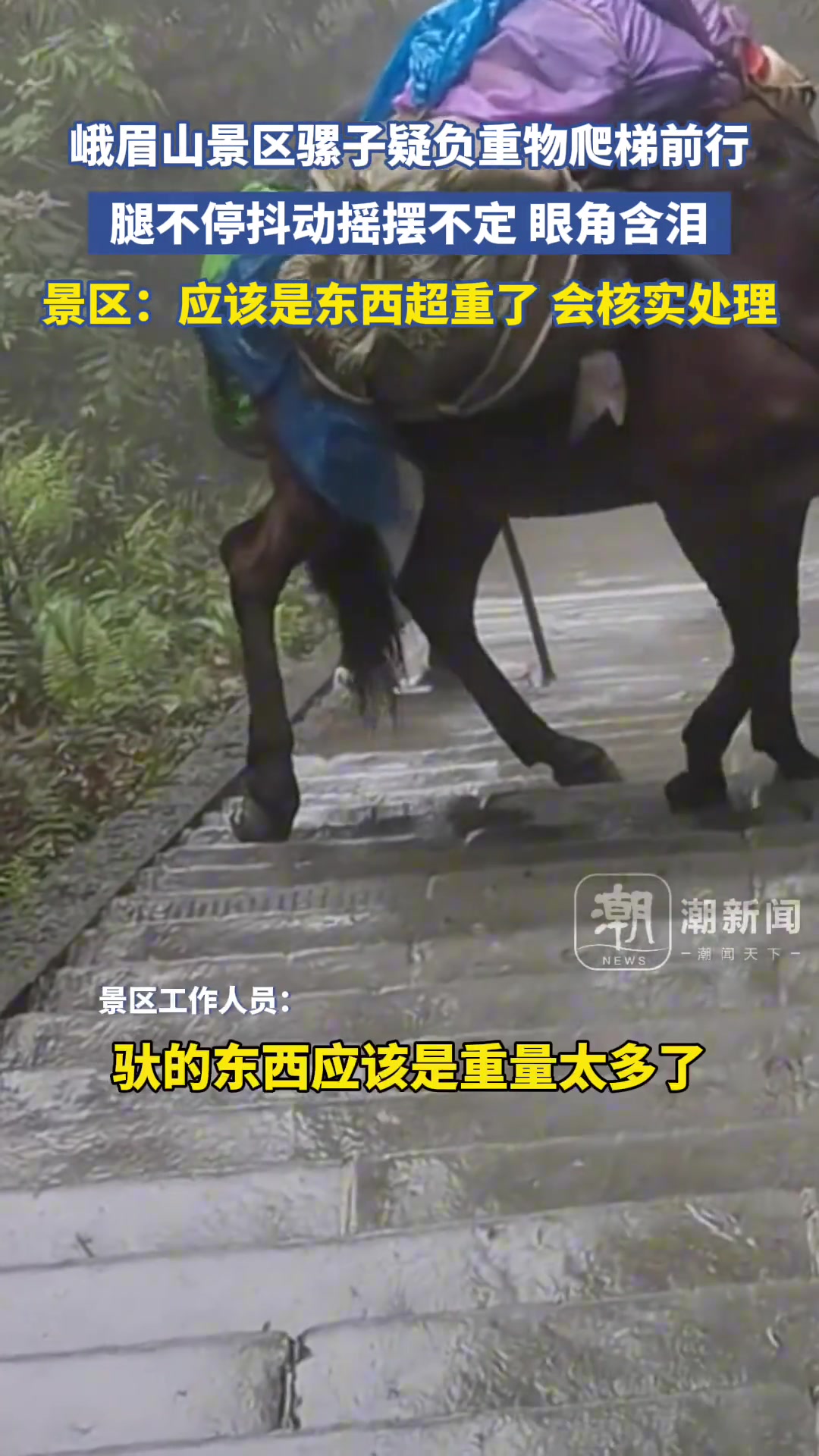 峨眉山景区骡子负重物爬梯前行 腿不停抖动摇摆不定
