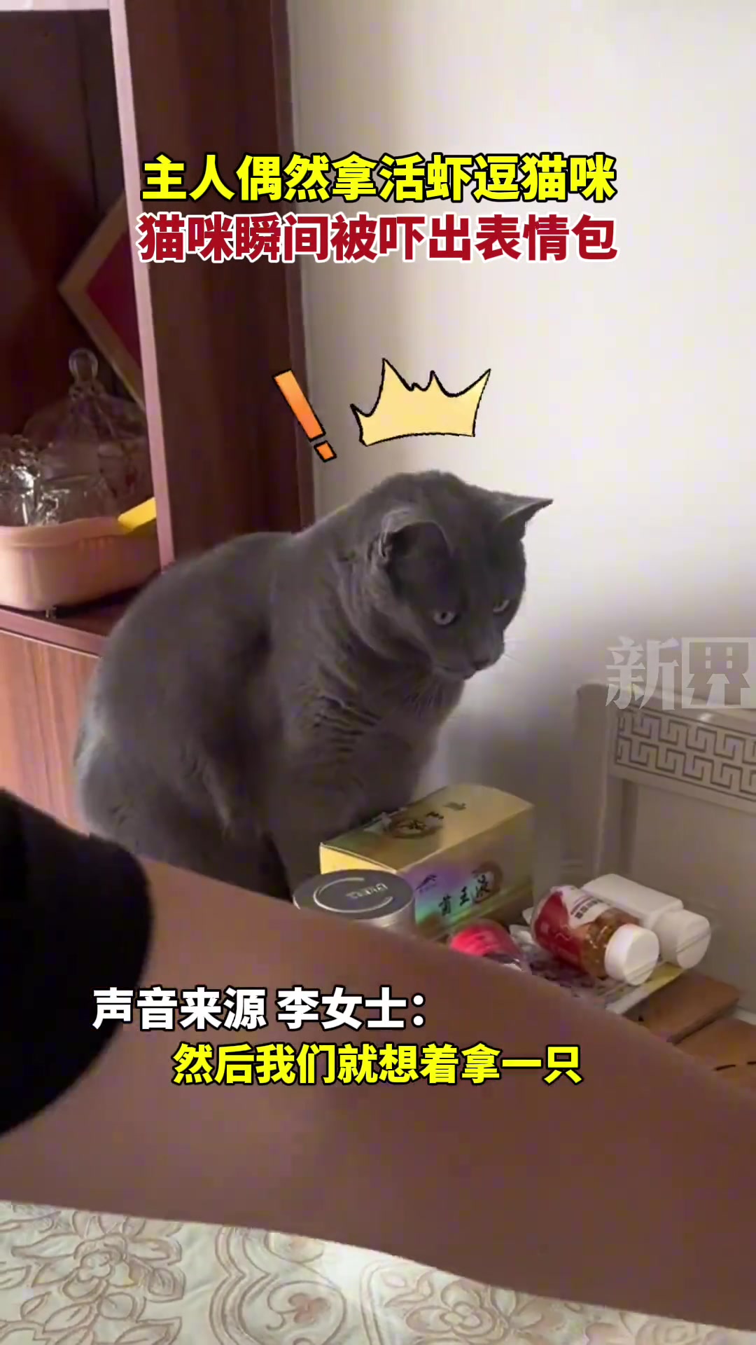 主人偶然拿活虾逗猫咪 猫咪瞬间被吓出表情包