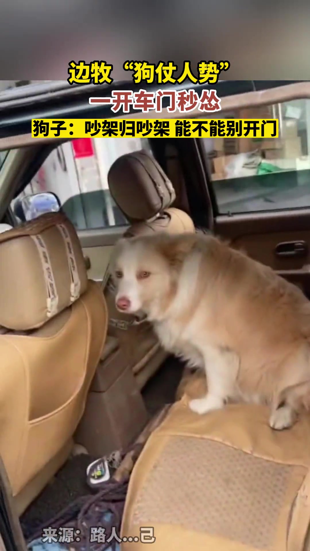 “狗仗人势”，一开车门秒怂
