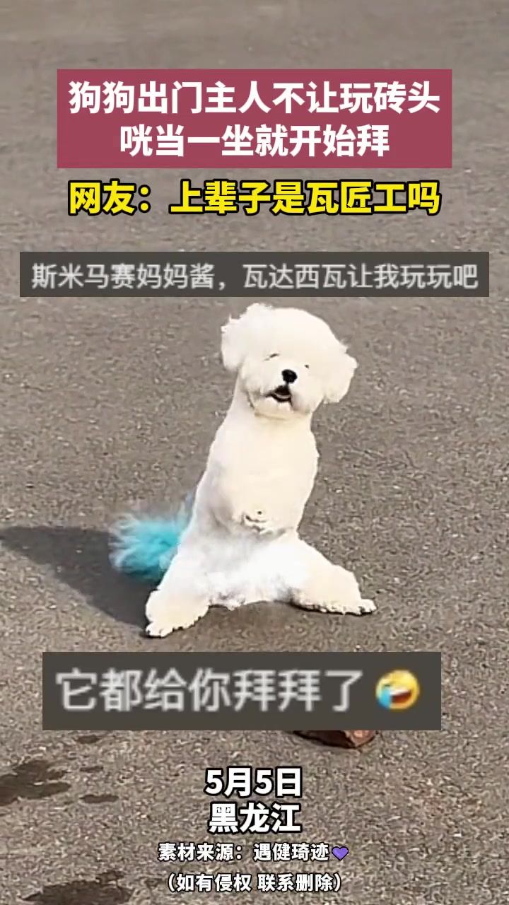 狗狗出门主人不让玩砖头，咣当一坐就开始拜