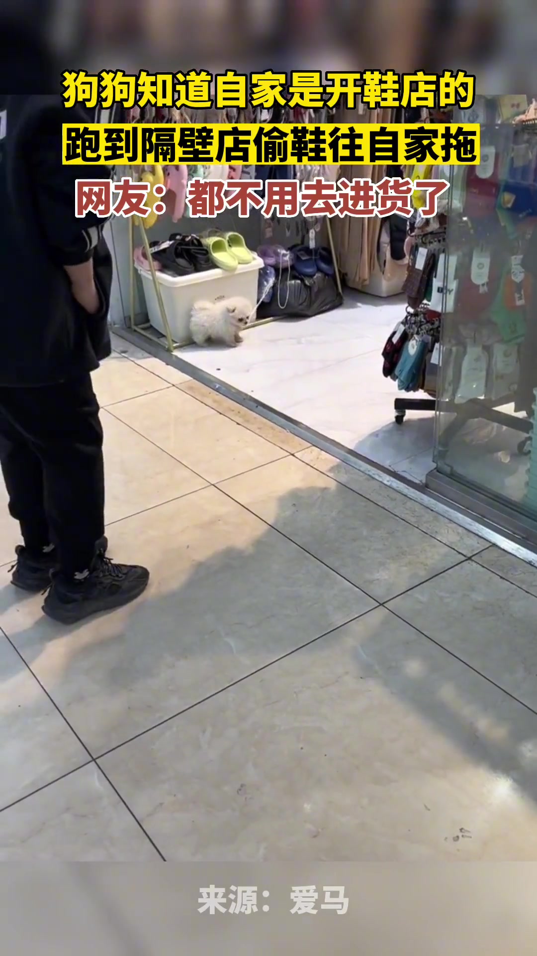 狗狗知道自家是卖鞋的，竟然跑到隔壁店“进货”