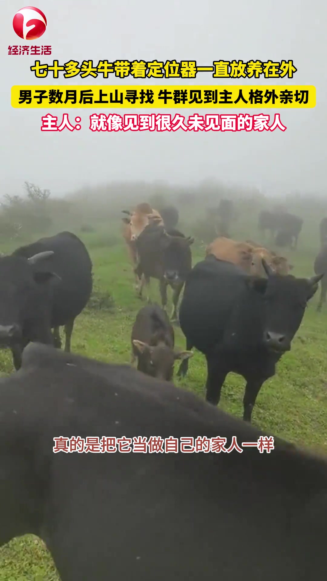男子通过定位上山寻找放养的牛，牛群见了主人一拥而上