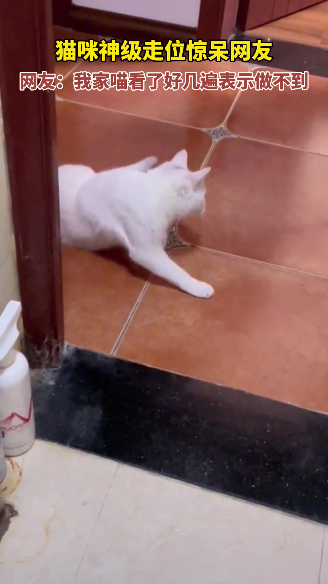 猫这神走位只有倒放才有可能吧？