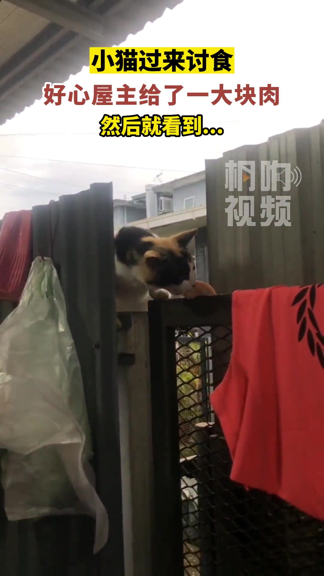 猫：没别的才艺，就给你表演个拉拉腿吧