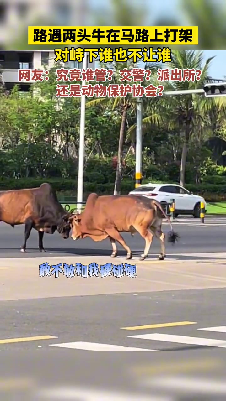 两头牛在马路上打架，争执不下，谁也不让谁