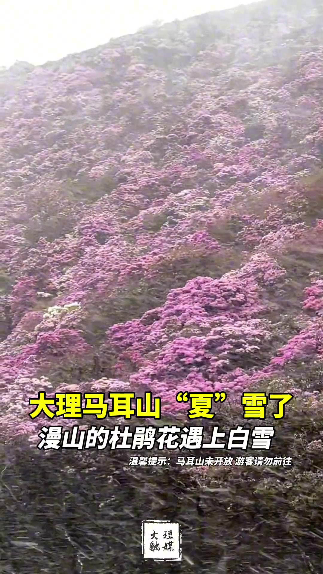 大理立夏下雪 漫山红白浪漫