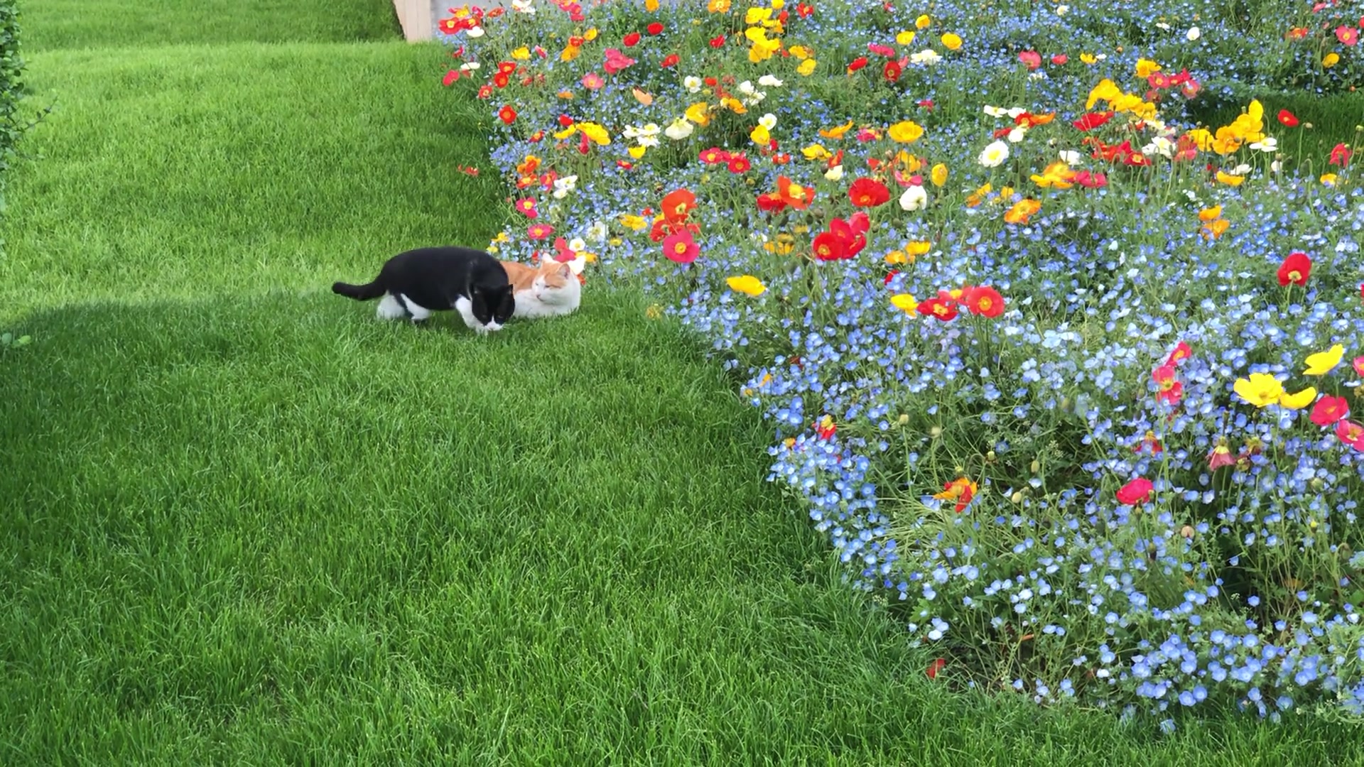 猫猫也 喜欢虞美人