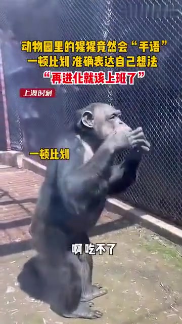 动物园里的猩猩竟会“手语”，一顿笔划表达自己的想法