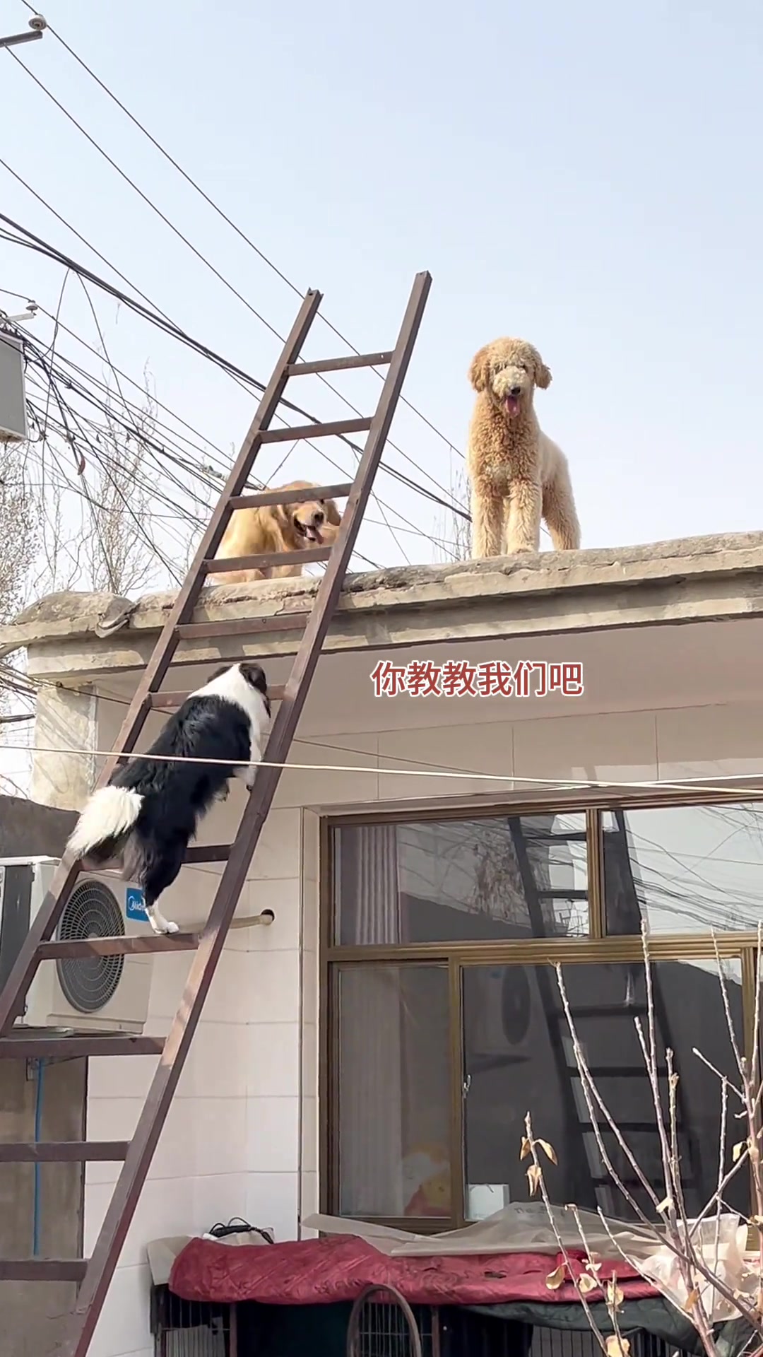 ha 哈哈，长毛黄下房顶的方式真是笑死喽