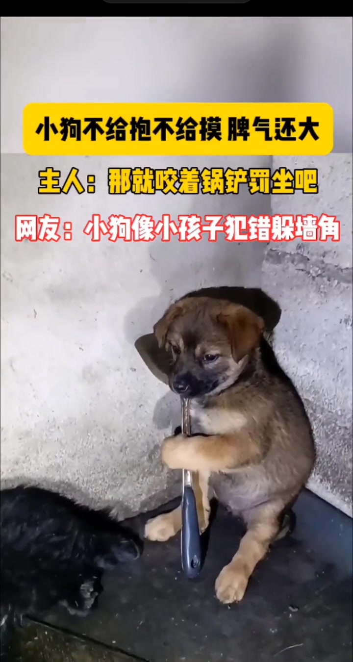 狗小脾气大 犯错站墙角