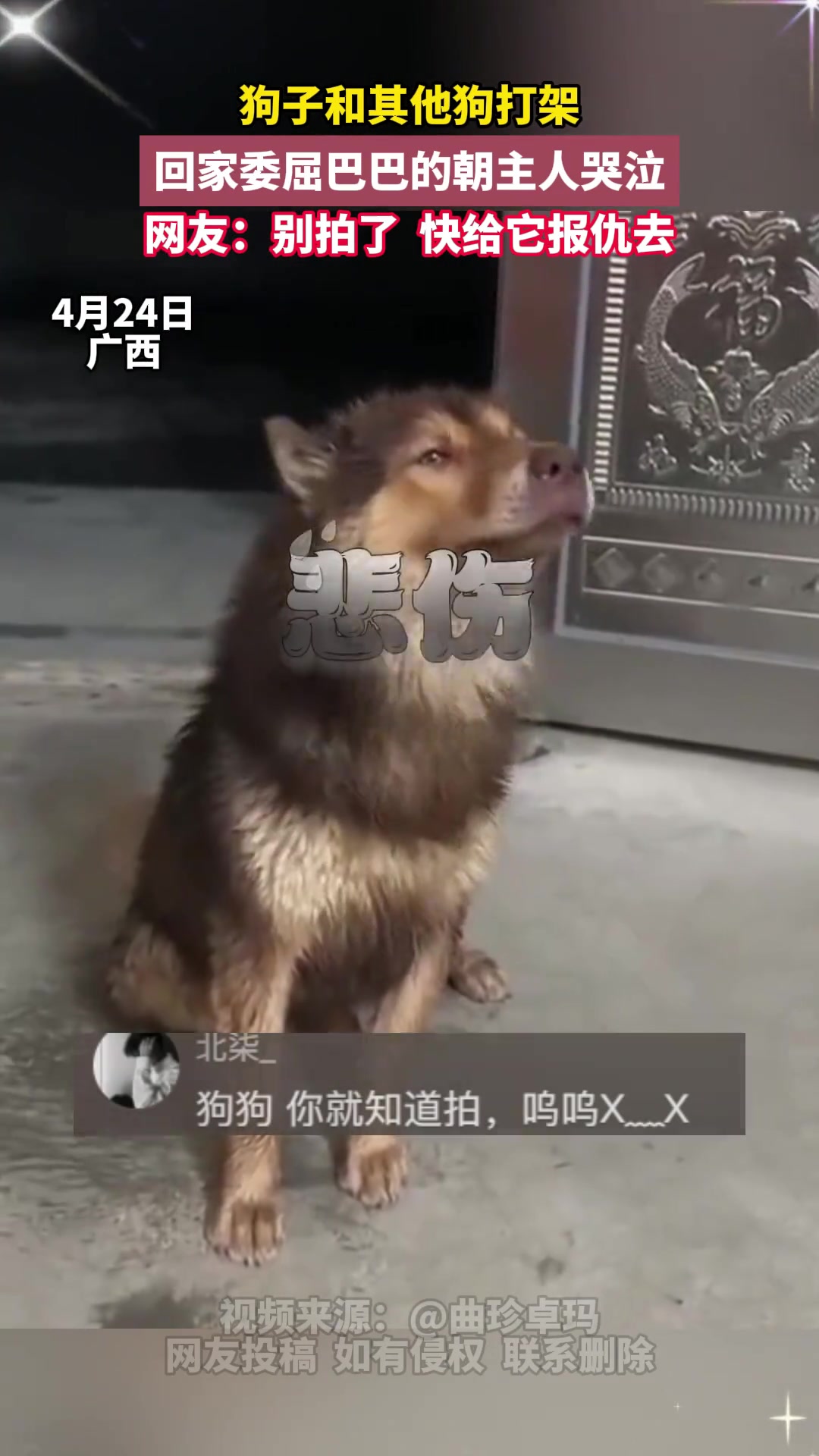 别拍啦！快去给它报仇啊