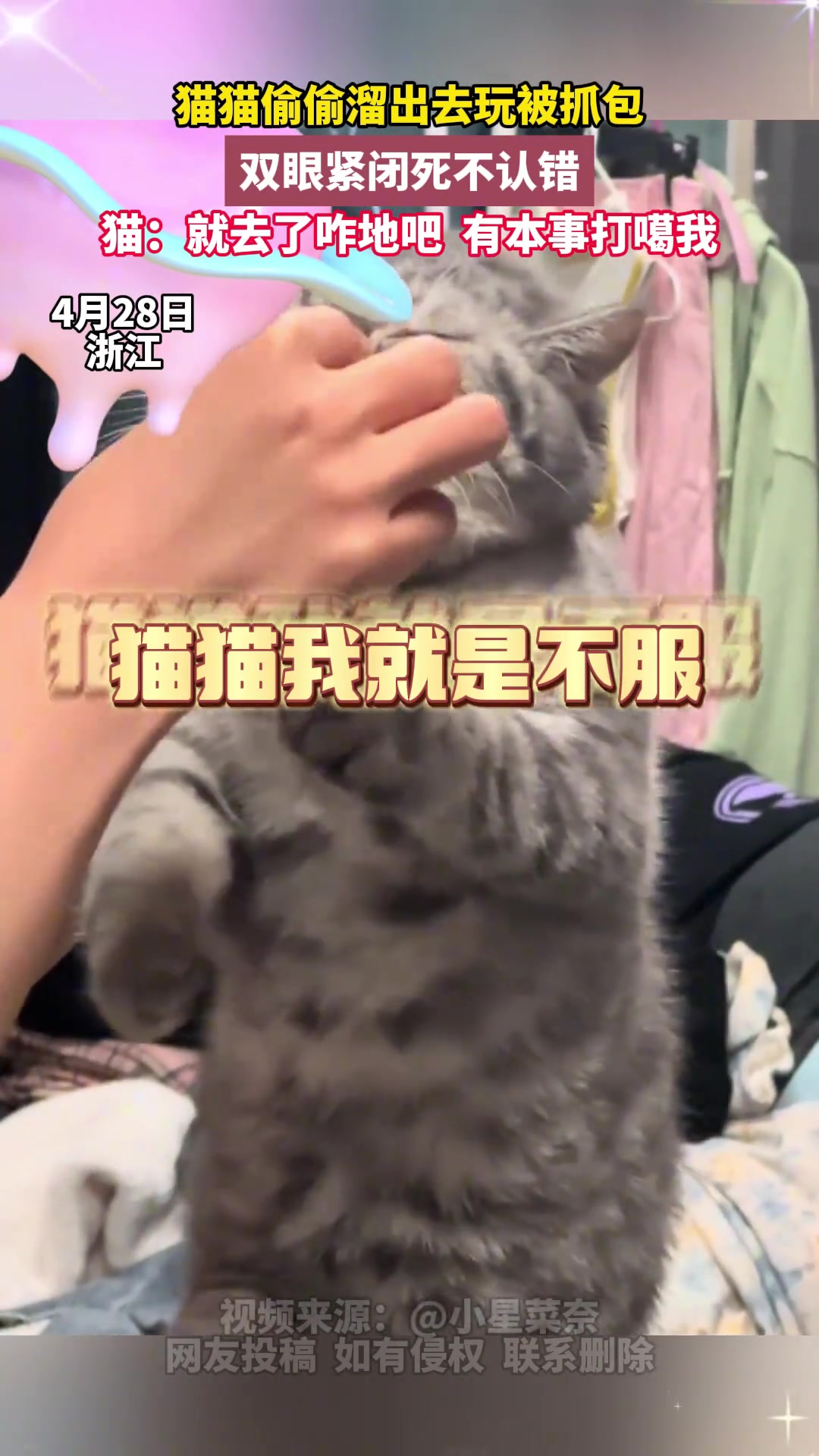 猫猫偷偷跑出去玩 被抓回来后紧闭双眼一脸不服气