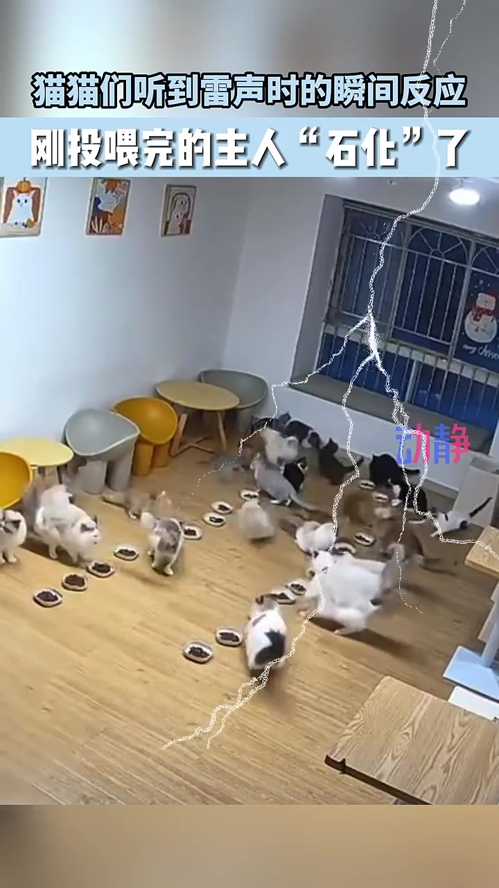 猫猫队记大过！