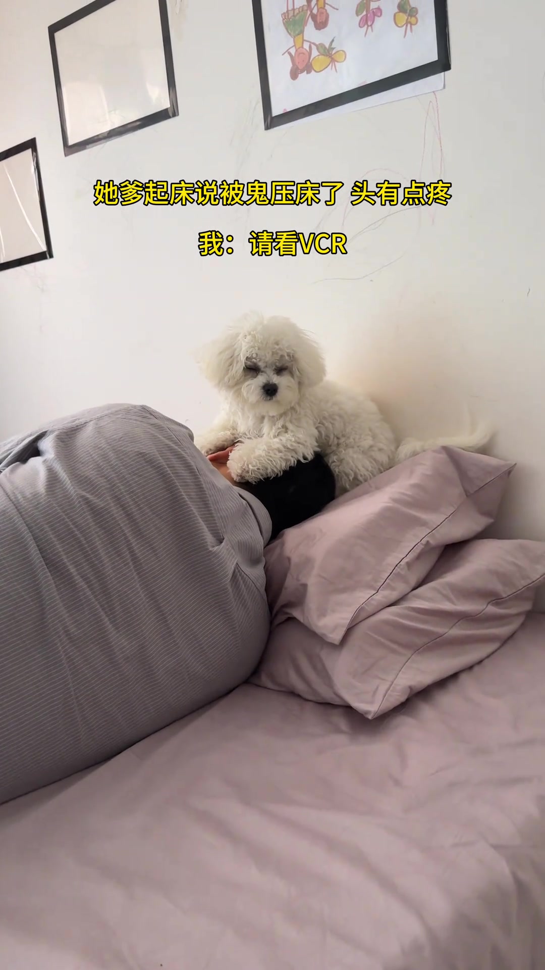 铲屎官和他的主人
