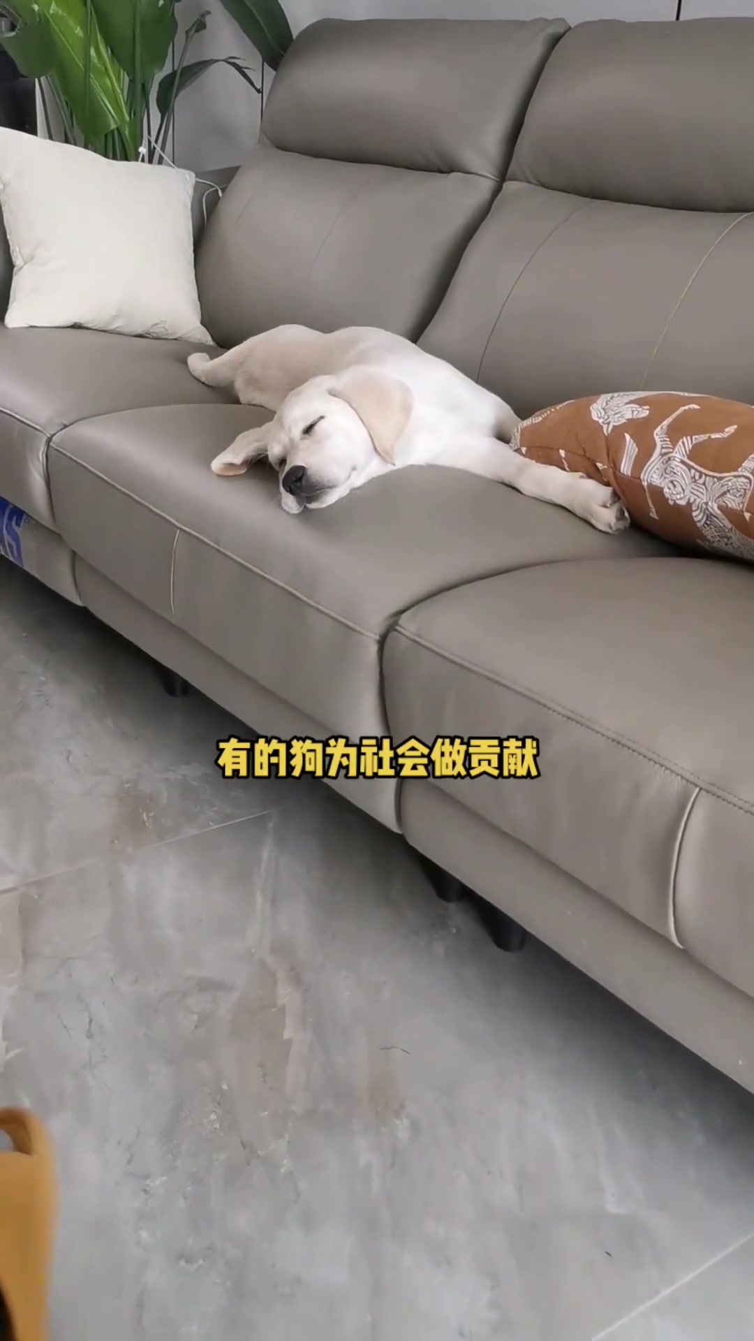 听懂人话的狗 养狗的乐趣