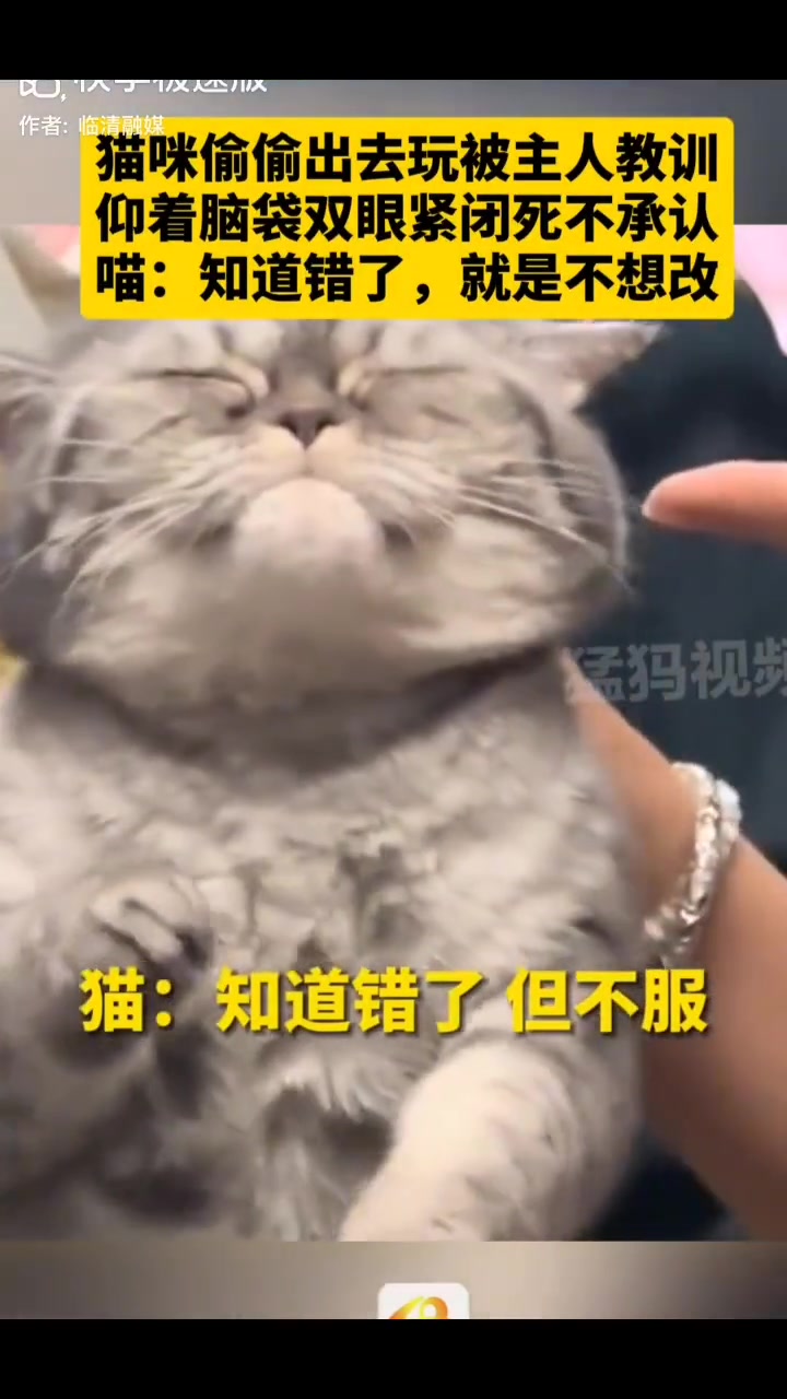 猫咪偷偷出去玩被主人教训 仰着脑袋双眼紧闭死不承认