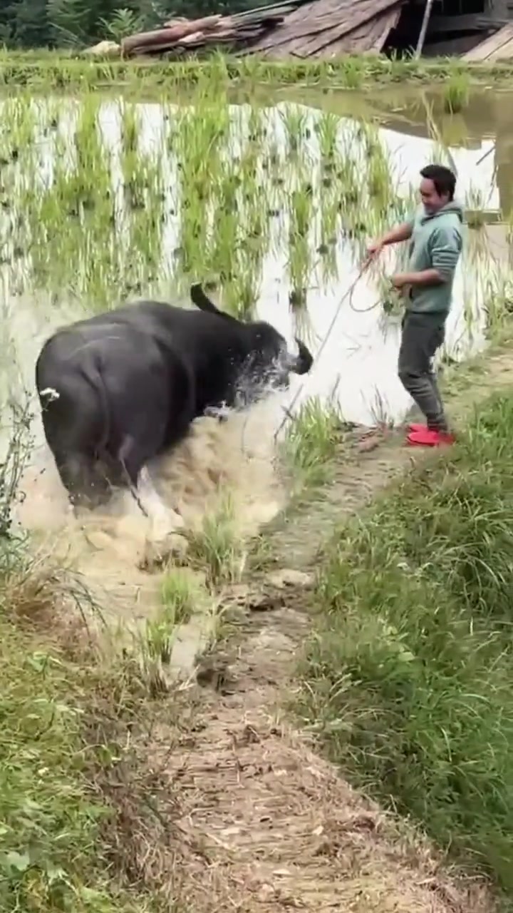我耕了一辈子的田，就不能享受享受嘛！