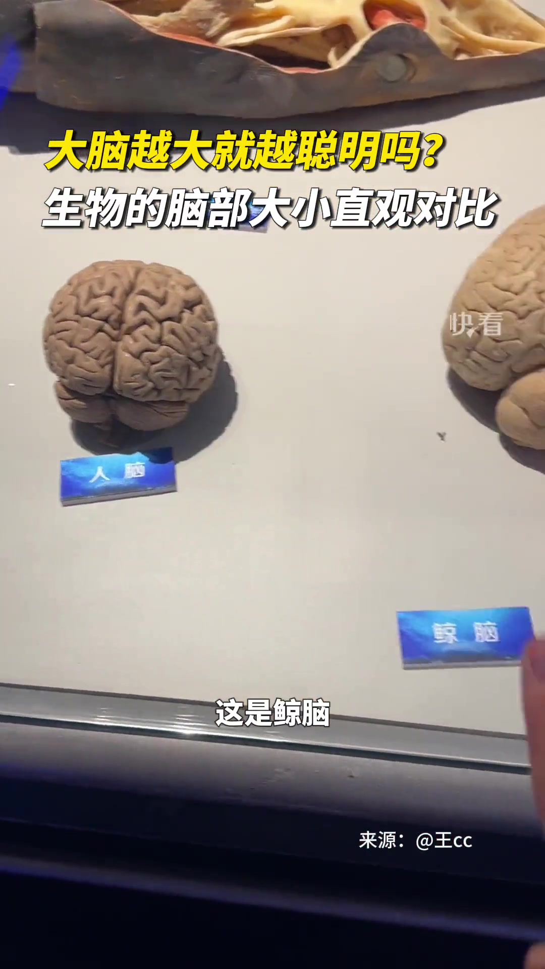 脑子越大越聪明吗？