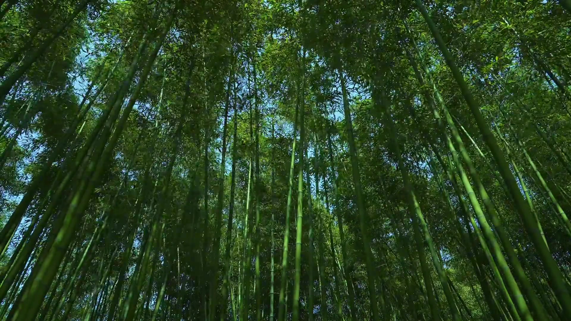 想必 你也喜欢这竹林间的风声吧