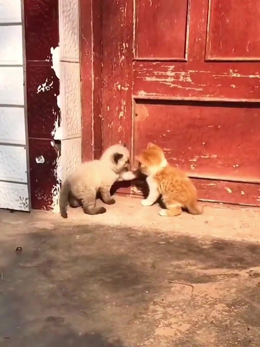 小猫治愈世界 一群倔犟的小孩