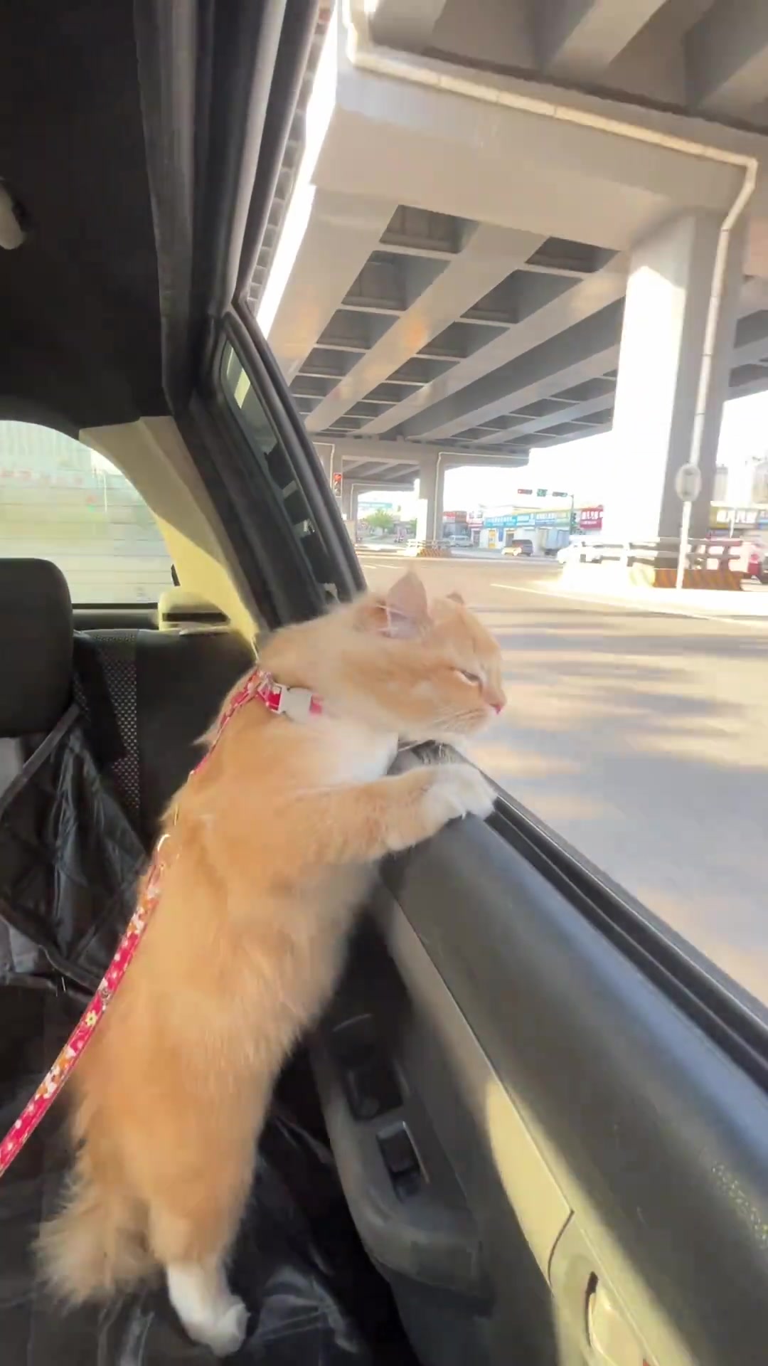 嗨出来兜风 像狗一样的猫