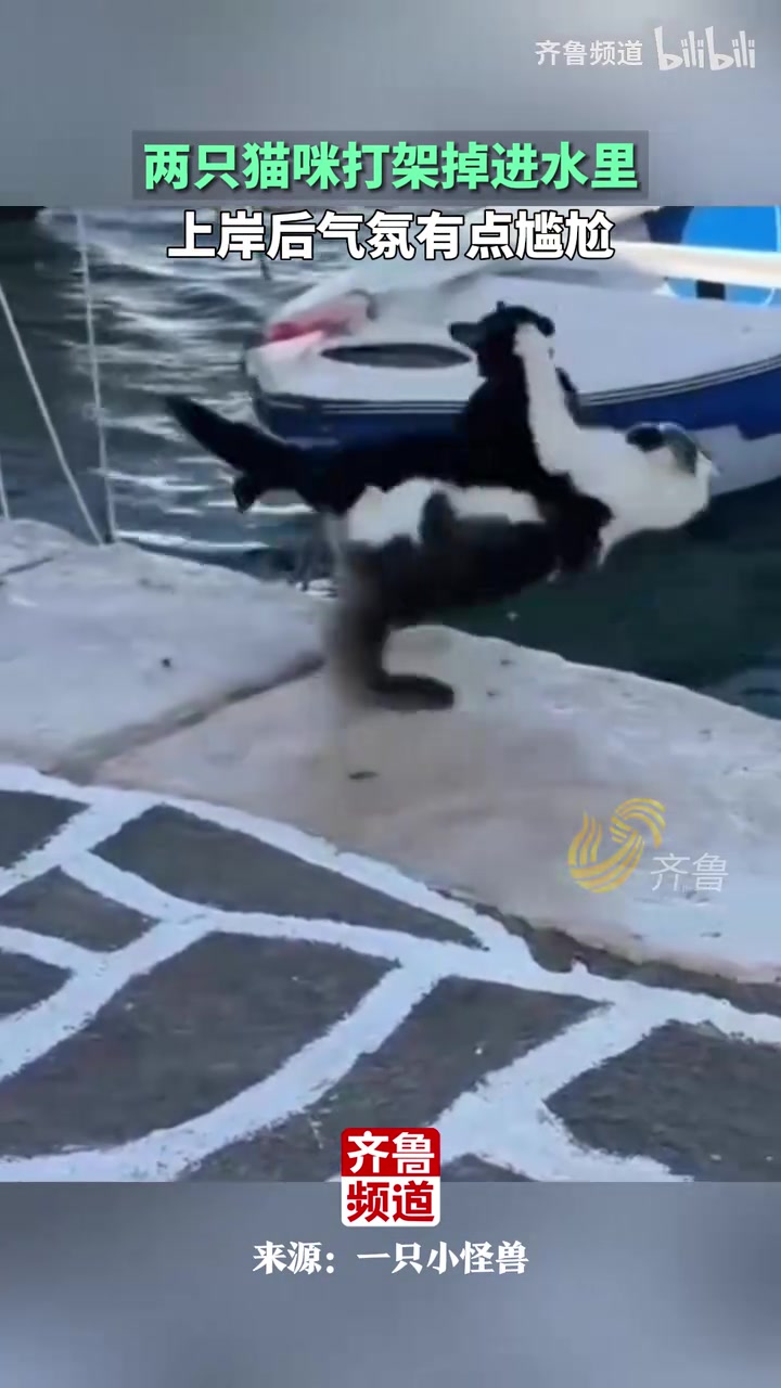 两只猫咪打架掉进水里，上岸后气氛有点尴尬