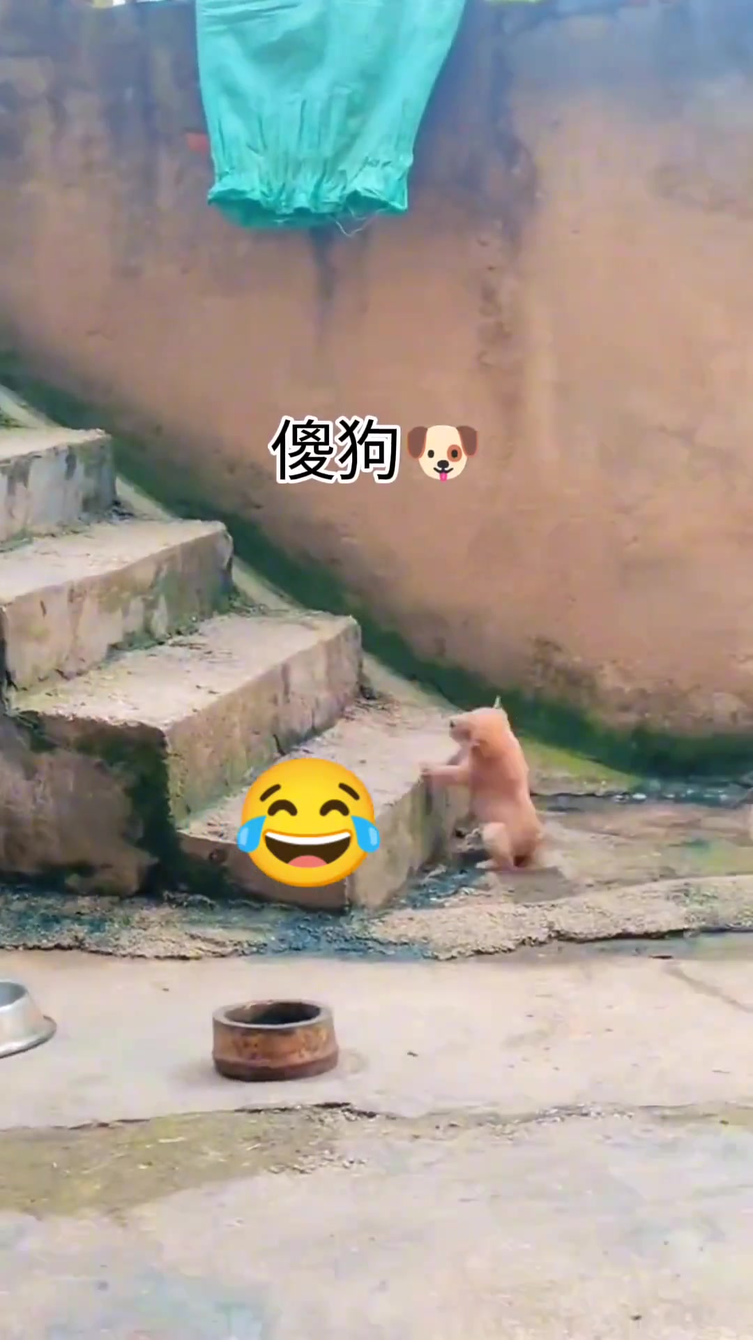 调皮的二师兄又来了