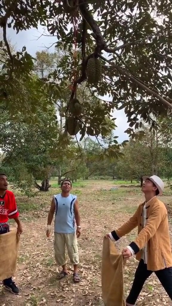 不拿个袋子光拿块破布怎么摘榴莲啊？