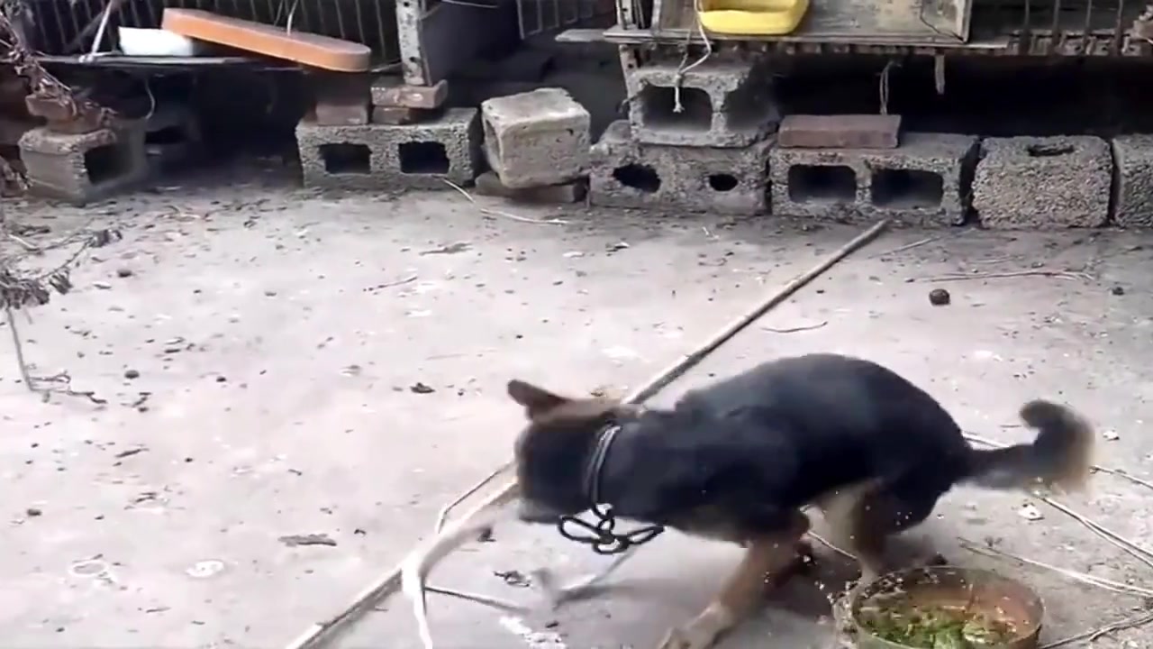 蛇狗大战？谁赢了？