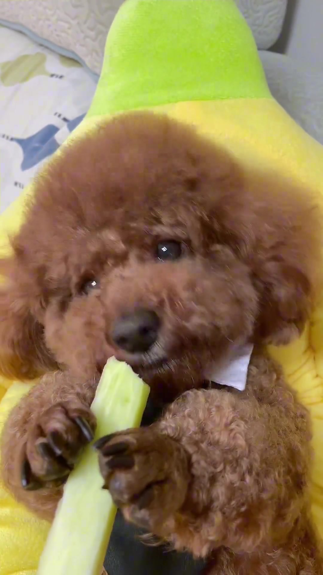 姨姨们 不要抢我的