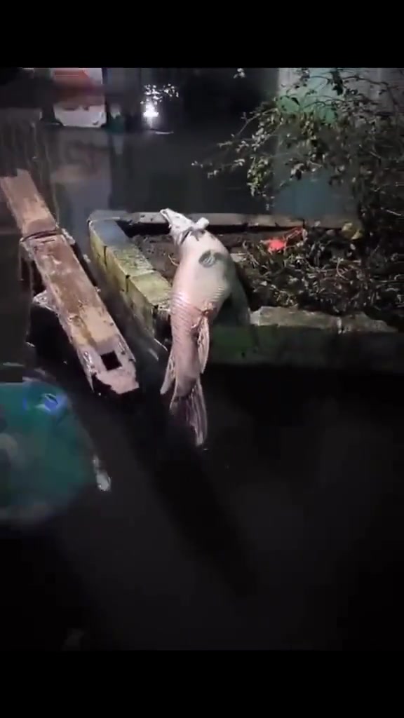 这鱼是练了铁布衫吗，砍的直冒火星子