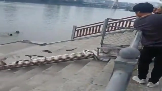 这样放鱼致死率百分之九十九 ，剩下百分之一过两天死