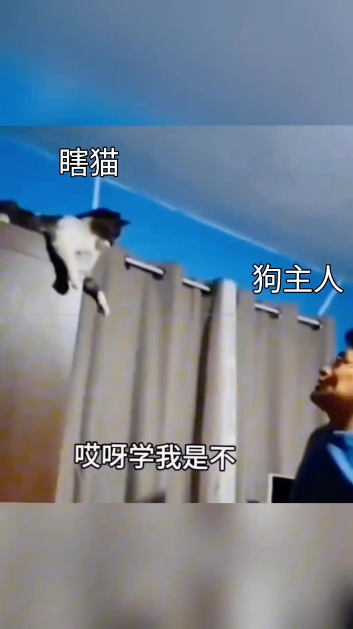 动物的迷惑行为