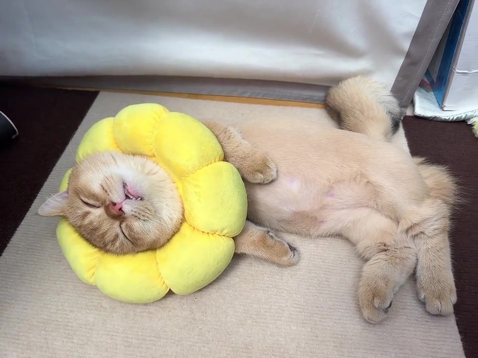 这个
