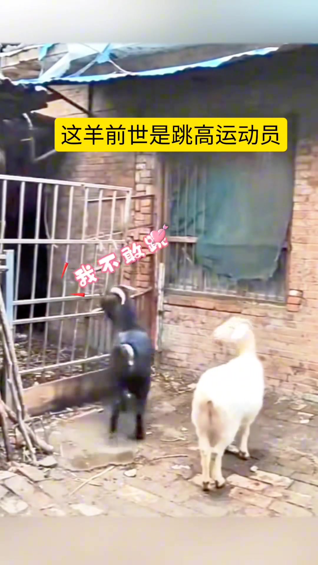 动物成精系列 动物趣事