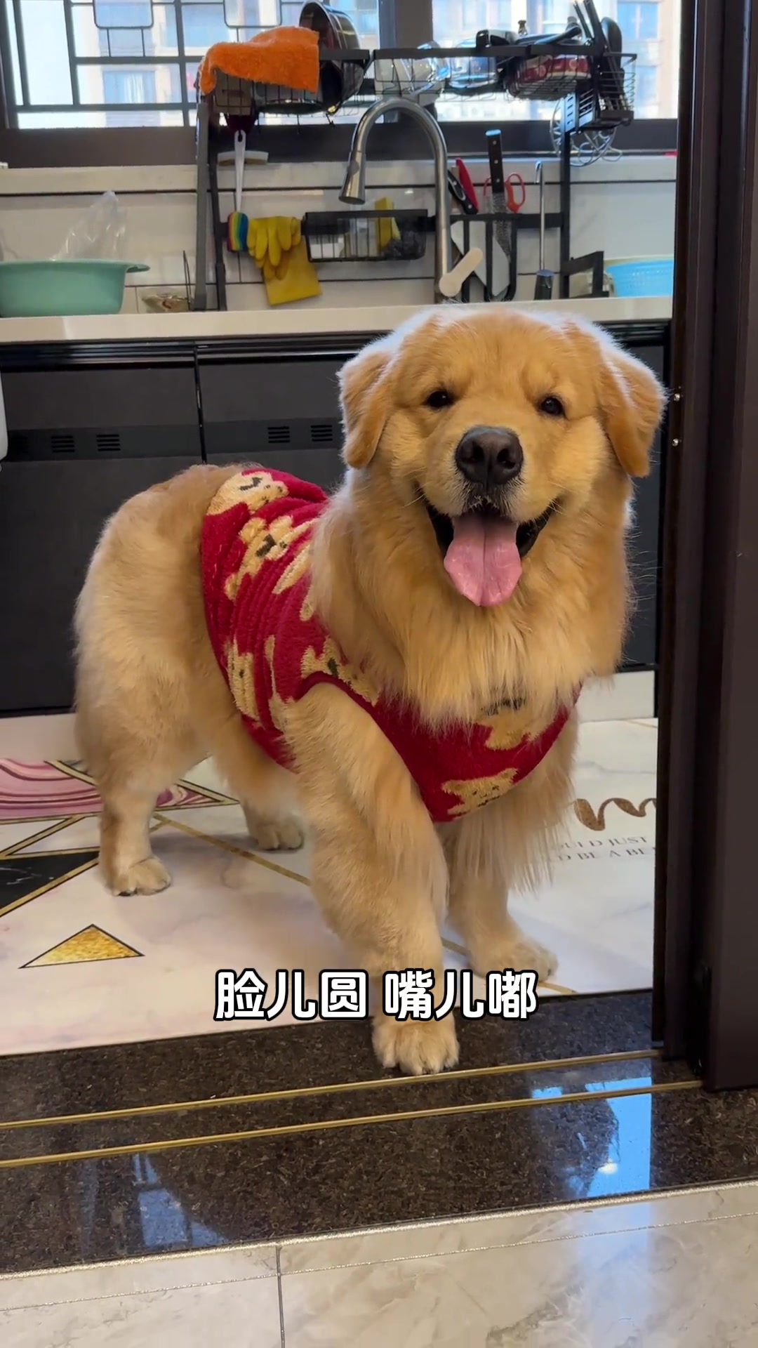 小金猪胖乎乎脸儿圆嘴儿嘟