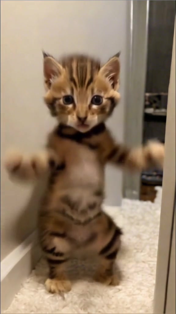 没想到我家的小猫也会摩托摇