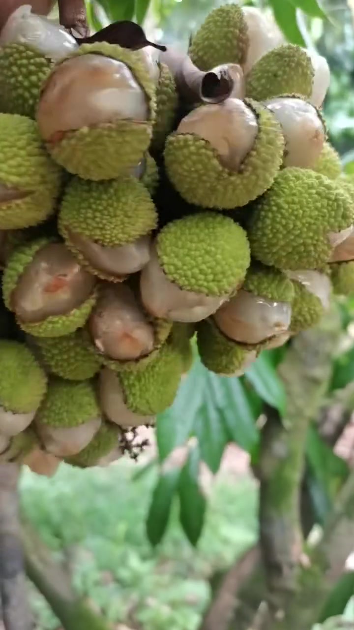 无荔枝不夏天 优质农产品